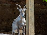 Alpensteinbock Weibchen